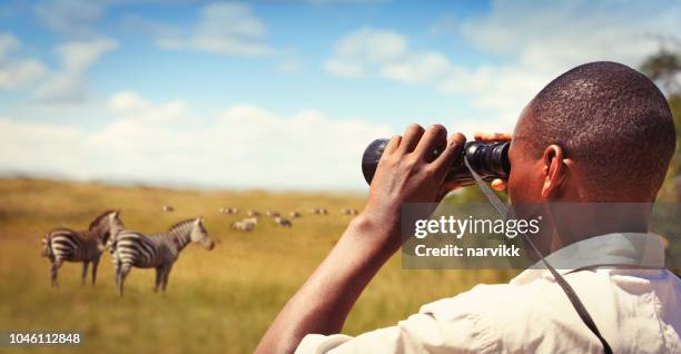 man with binoculars watching wild animals - park ranger stock pictures, royalty-free photos & images