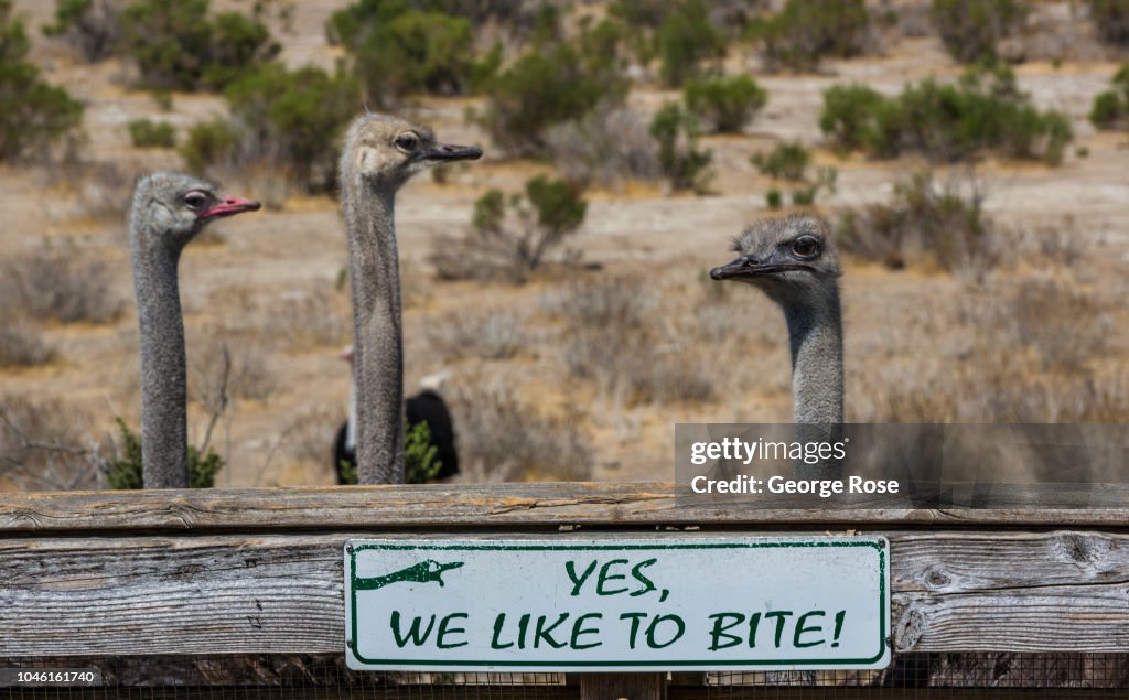 OstrichLand USA Draws Global Visitors