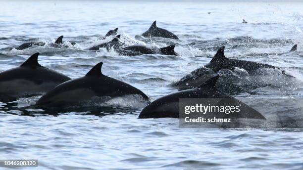 dolphins - dorsal fin stock pictures, royalty-free photos & images