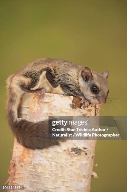 southern flying squirrel, glaucomys volans, on post - flygekorre bildbanksfoton och bilder