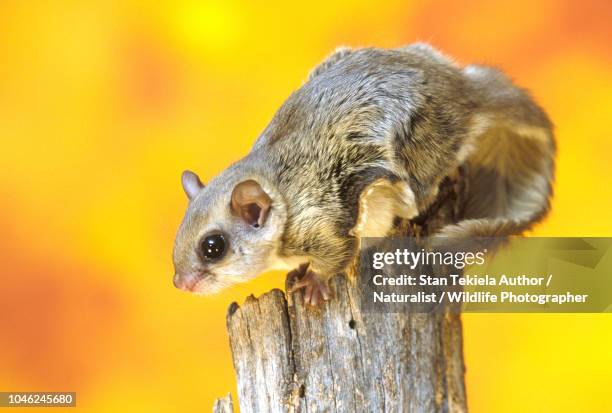 southern flying squirrel, glaucomys volans, on post, fall colors, autumn - flygekorre bildbanksfoton och bilder