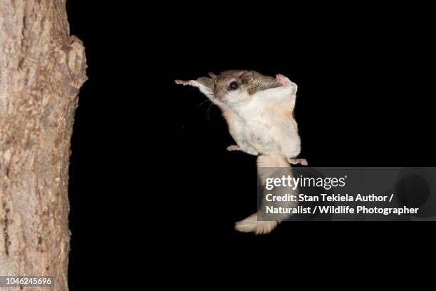 southern flying squirrel, glaucomys volans, gliding in dark - flying squirrel stock pictures, royalty-free photos & images