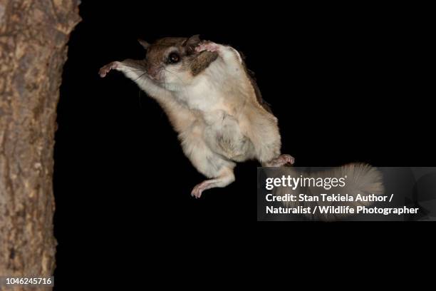 southern flying squirrel, glaucomys volans, gliding in dark - flying squirrel stock pictures, royalty-free photos & images