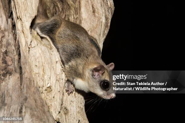 southern flying squirrel, glaucomys volans, at cavity in tree in dark - flygekorre bildbanksfoton och bilder
