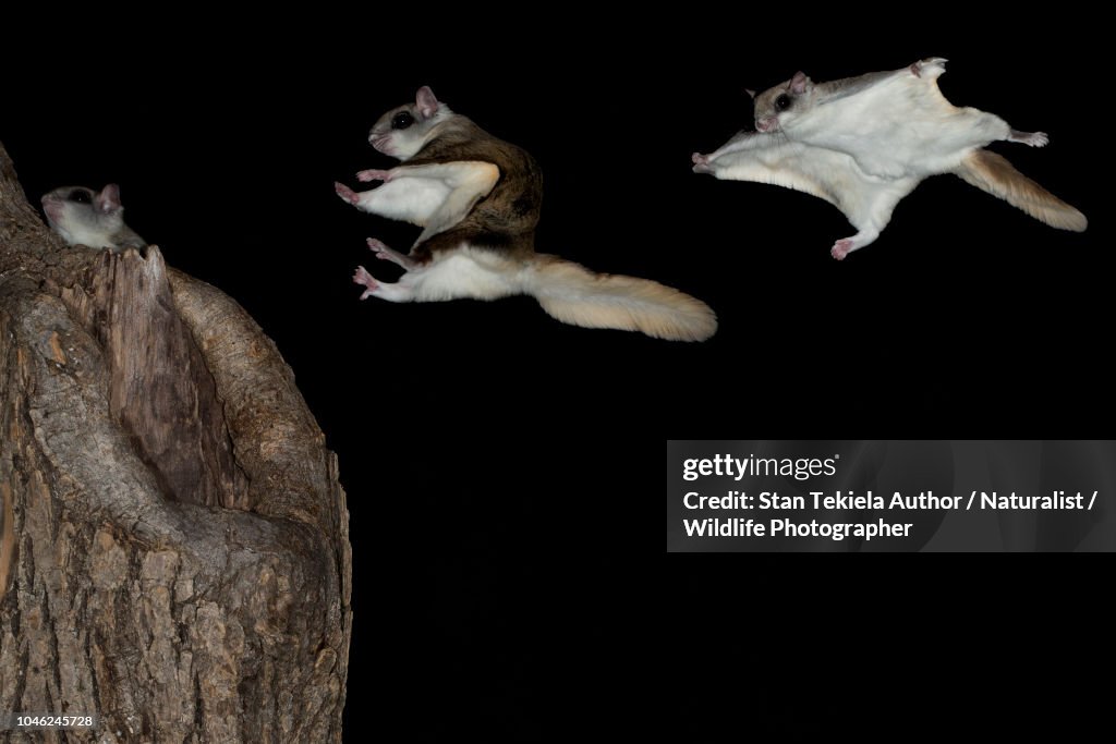 Southern Flying Squirrel, Glaucomys volans, gliding in dark