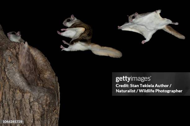 southern flying squirrel, glaucomys volans, gliding in dark - flygekorre bildbanksfoton och bilder