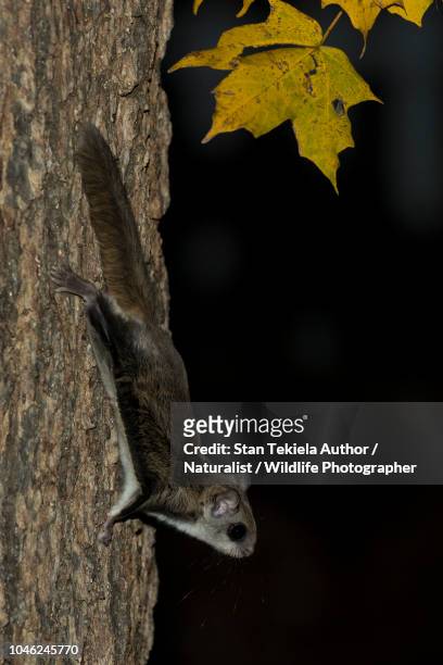 southern flying squirrel, glaucomys volans, gliding in dark - flying squirrel stock-fotos und bilder