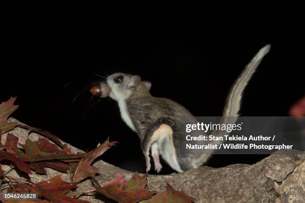 southern flying squirrel, glaucomys volans, jumping in the dark, acorn - flygekorre bildbanksfoton och bilder