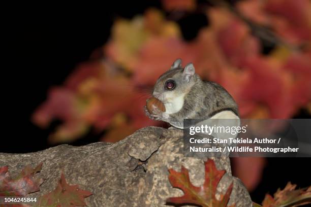 southern flying squirrel, glaucomys volans, eating acorn, fall colors, autumn - flying squirrel stock-fotos und bilder