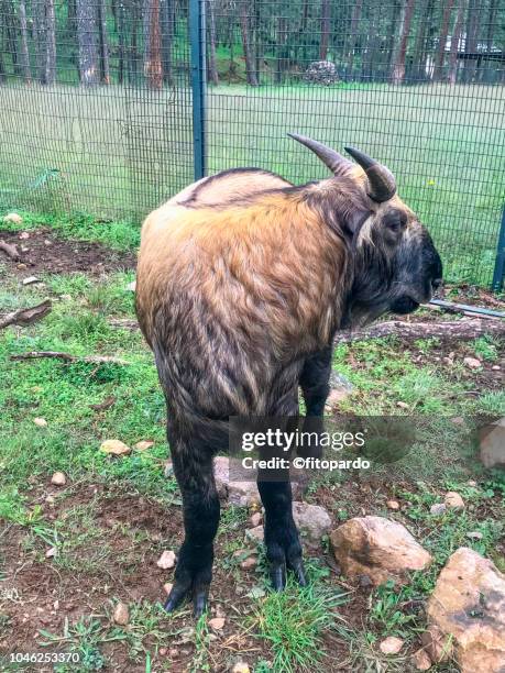 side of a takin or antelope-goat - takin stock pictures, royalty-free photos & images