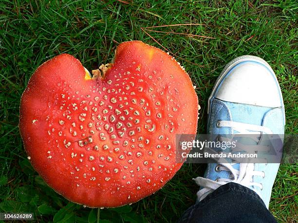 red spotted toadstool and a blue sneaker - foot fungus stock pictures, royalty-free photos & images