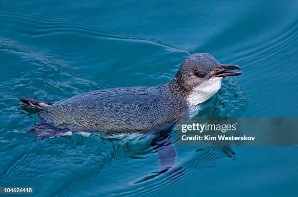 little blue penguin swimming in open sea - blue penguin stock pictures, royalty-free photos & images