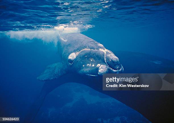 southern right whale calf and mother - southern right whale stock pictures, royalty-free photos & images