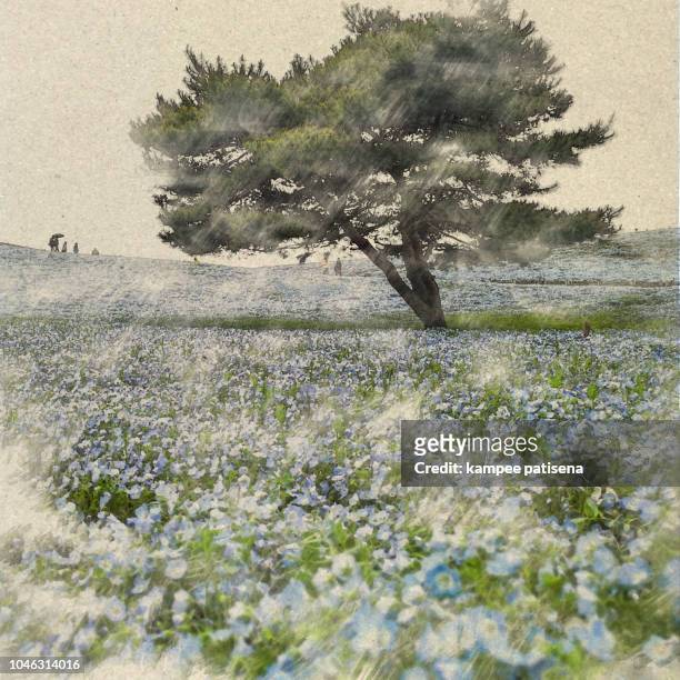 nemophila flower field: watercolor digital art created by photographer - japan wave pattern stock pictures, royalty-free photos & images