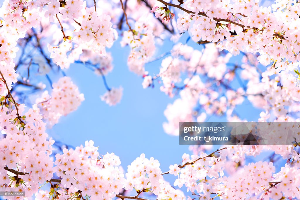 Pink Cherry blossoms