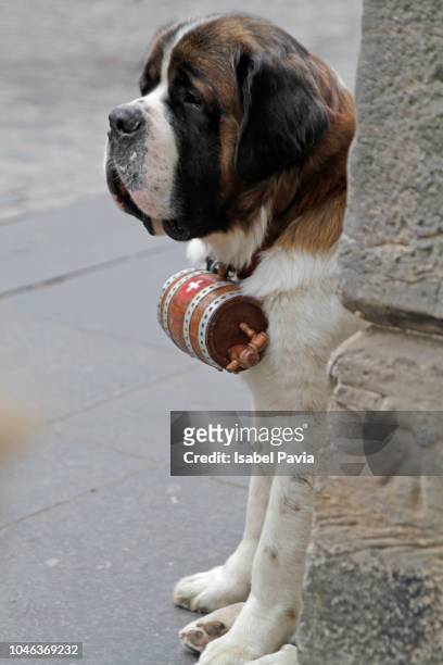 saint bernard dog - bernhardiner stock-fotos und bilder