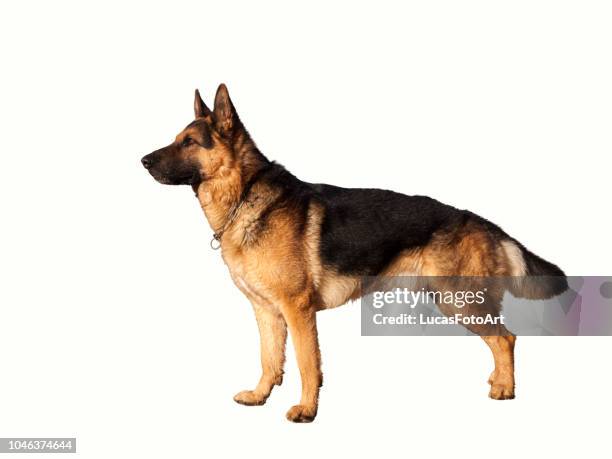 german shepherd dog with white background - alsation stockfoto's en -beelden