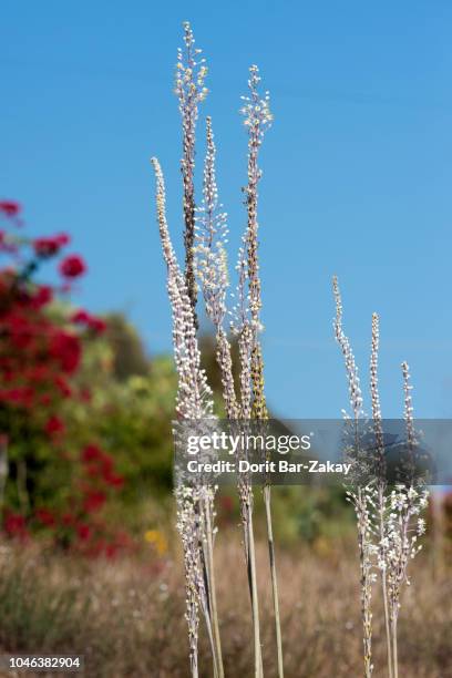 sea squill (urginea maritima) blossoming - urginea maritima stock pictures, royalty-free photos & images