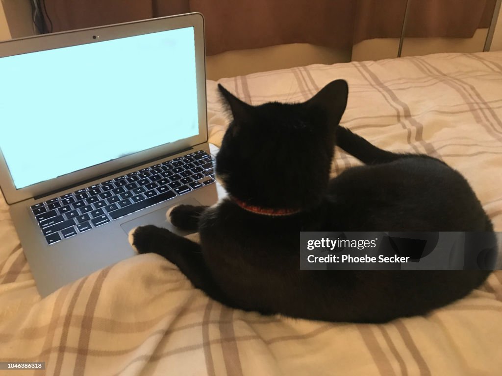 Cat Off Labtop Cat On A Laptop High-Res Stock Photo - Getty Images
