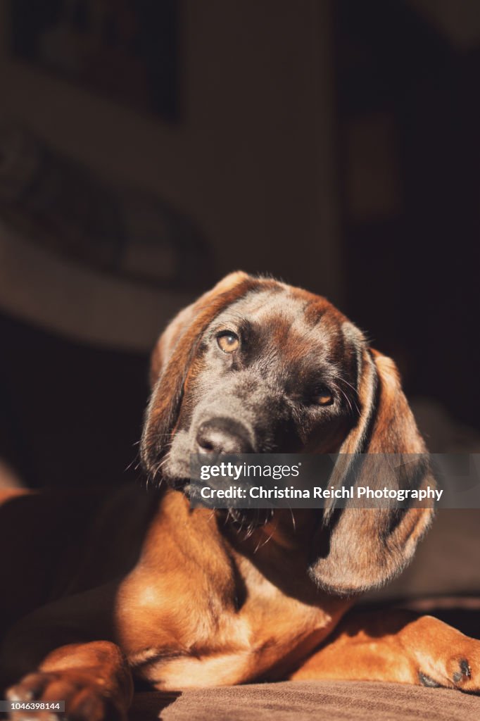 Very cute puppy enjoying the sun on the couch