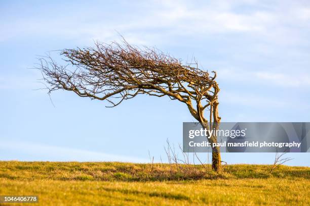Windweather Trees 39,059 Windy Weather Tree Stock Photos, High-Res Pictures, and Images ...