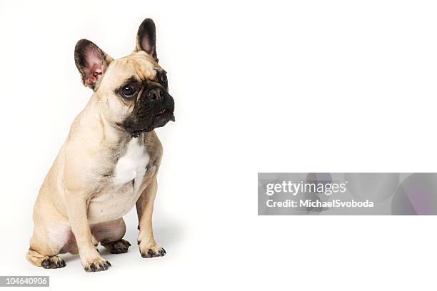 french bulldog - french bulldog stock pictures, royalty-free photos & images