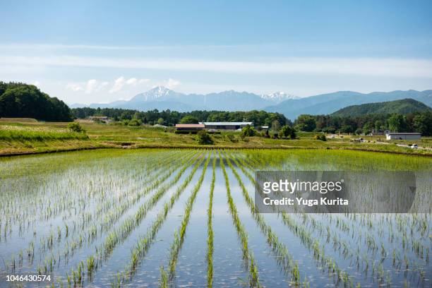 mountains over rice fields with new planted seedlings - reisfeld stock-fotos und bilder