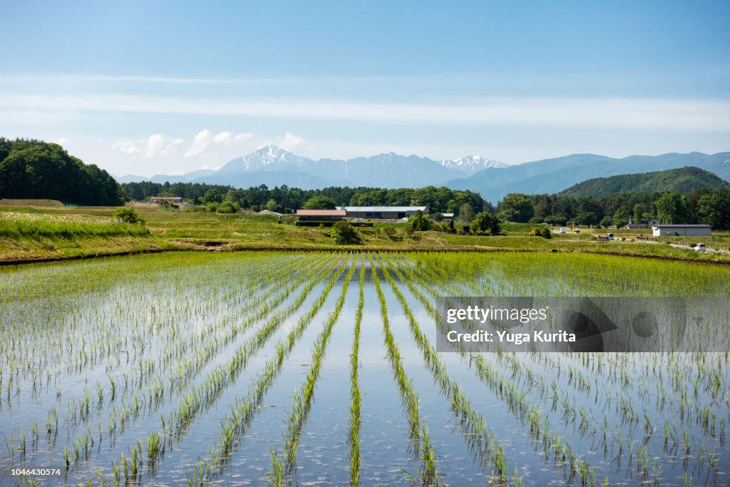 Mountains over Rice Fields with New Planted Seedlings