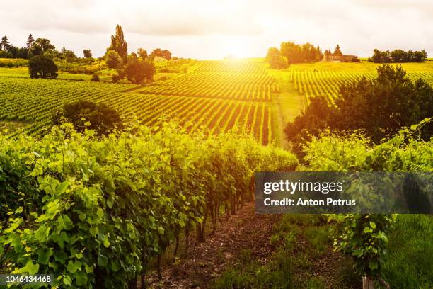 vineyards at sunset. bordeaux, france - vignes bourgogne photos et images de collection