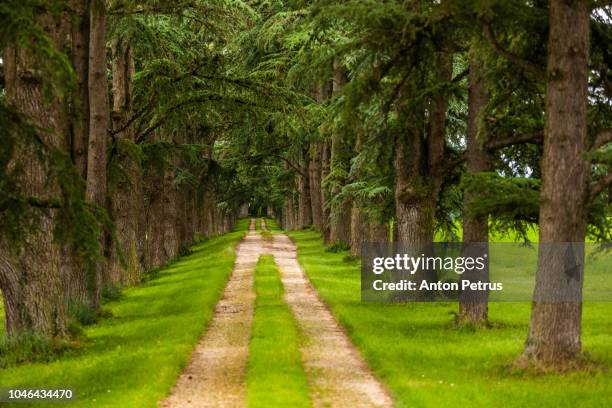 cedar alley. road to château, france - loire valley spring stock pictures, royalty-free photos & images