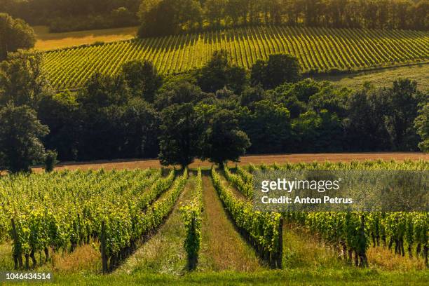 vineyards at sunset. gascony, france - ブルゴーニュ　harvest wine ストックフォトと画像