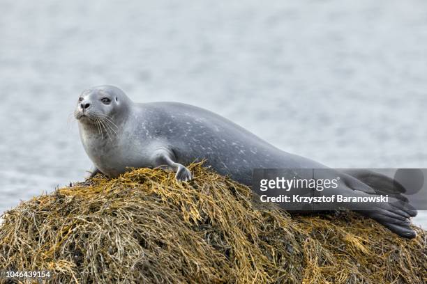 iceland's fauna - westfjords iceland stock pictures, royalty-free photos & images