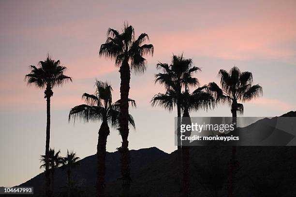 silhouette of palm trees and mountain - coachella 個照片及圖片檔