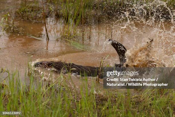 beaver, american beaver, castor canadensis, slapping tail in water - stjärtfena bildbanksfoton och bilder