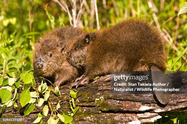 beaver, american beaver, castor canadensis, - beaver fotografías e imágenes de stock