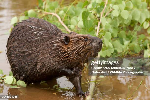 beaver, american beaver, castor canadensis, eating leaves and branch at pond - beaver bildbanksfoton och bilder