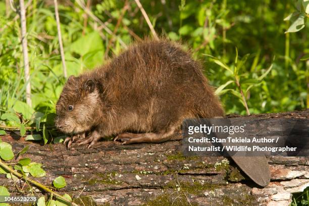beaver, american beaver, castor canadensis, young beaver - kanadischer biber stock-fotos und bilder