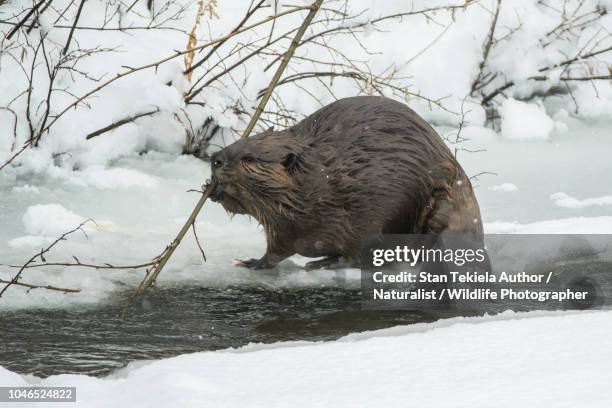 beaver, american beaver, castor canadensis, - kanadischer biber stock-fotos und bilder