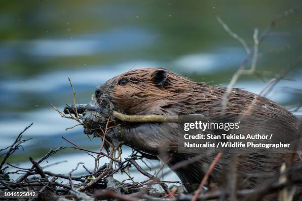 beaver, american beaver, castor canadensis, - beaver foto e immagini stock