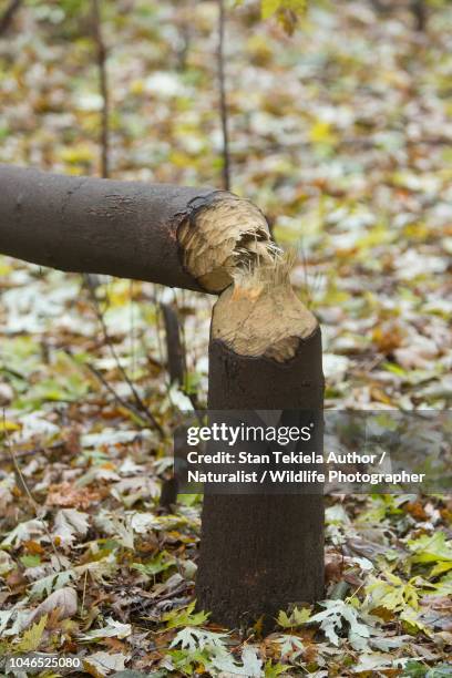 beaver, american beaver, castor canadensis, chewed down tree, cut tree - beaver chew stock pictures, royalty-free photos & images