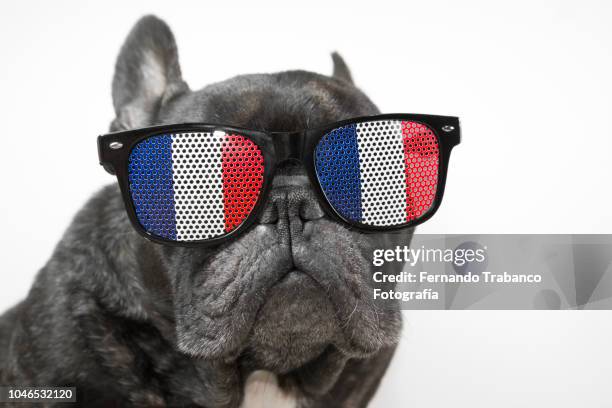 dog with glasses of french flag - sunglasses disguise stock pictures, royalty-free photos & images