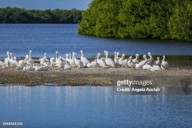 the birds of the j.n. ding darling national wildlife refuge - captiva island florida stock pictures, royalty-free photos & images