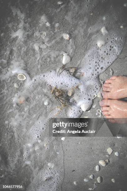 standing by water on a beach with shells - red_tide stock pictures, royalty-free photos & images