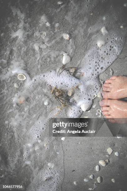 standing by water on a beach with shells - red tide shellfish stock pictures, royalty-free photos & images