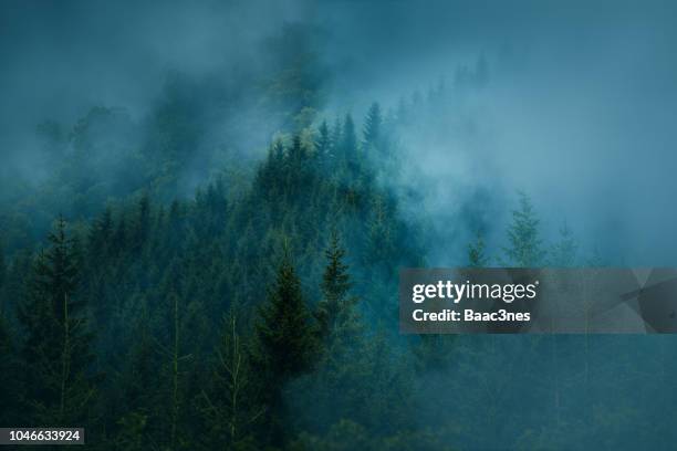 foggy forest, norway - treetop imagens e fotografias de stock