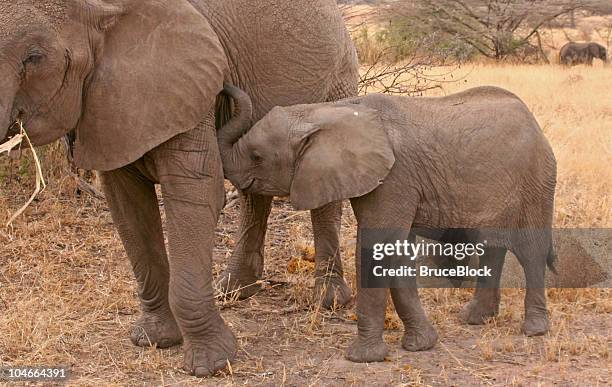 941 Breast Feeding Animals Photos and Premium High Res Pictures - Getty Images 941 Breast Feeding Animals Photos and Premium High Res Pictures - Getty Images