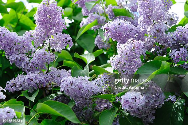 lilac syringa - lilac bush stock pictures, royalty-free photos & images