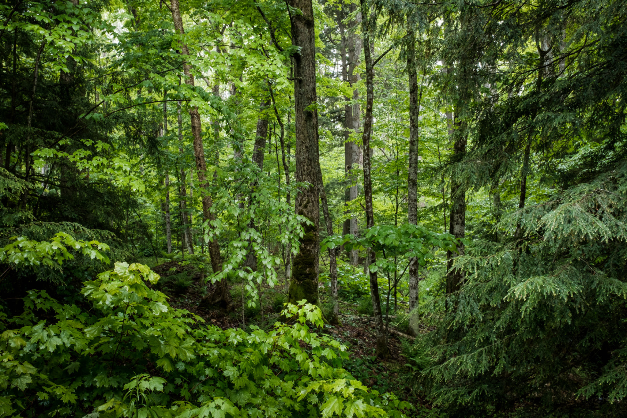 tree variety