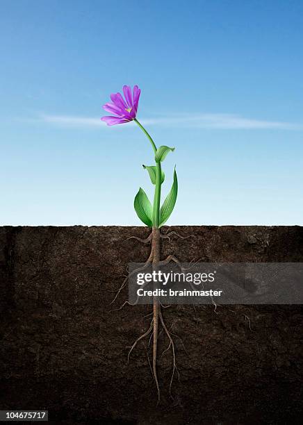 fotos e imágenes de Flor Raiz - Getty Images fotos e imágenes de Flor Raiz - Getty Images
