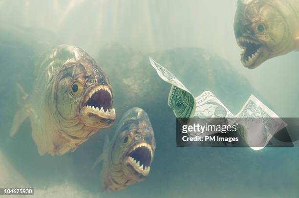 piranhas about to attack money - cypriniforme photos et images de collection